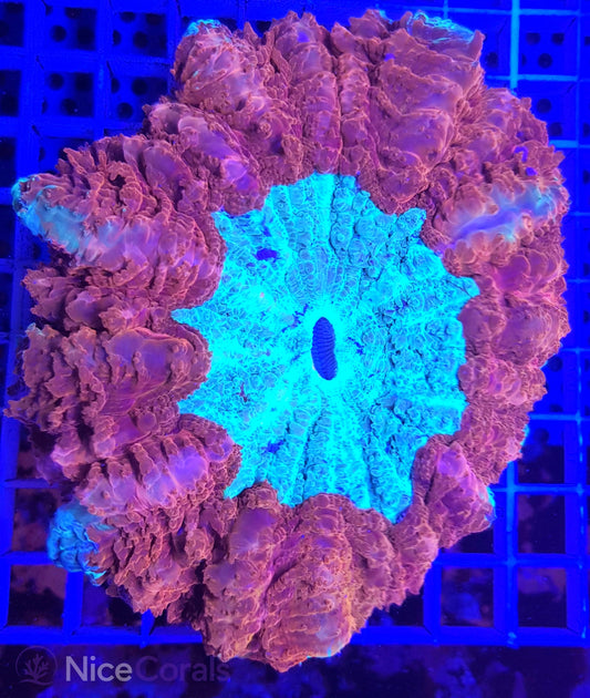 Cynarina SP. Acanthophyllia