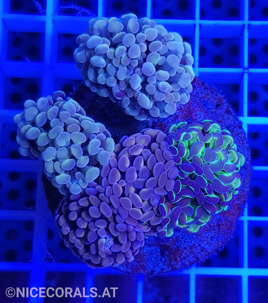 Euphyllia Paraancora Mix 4-5 Heads
