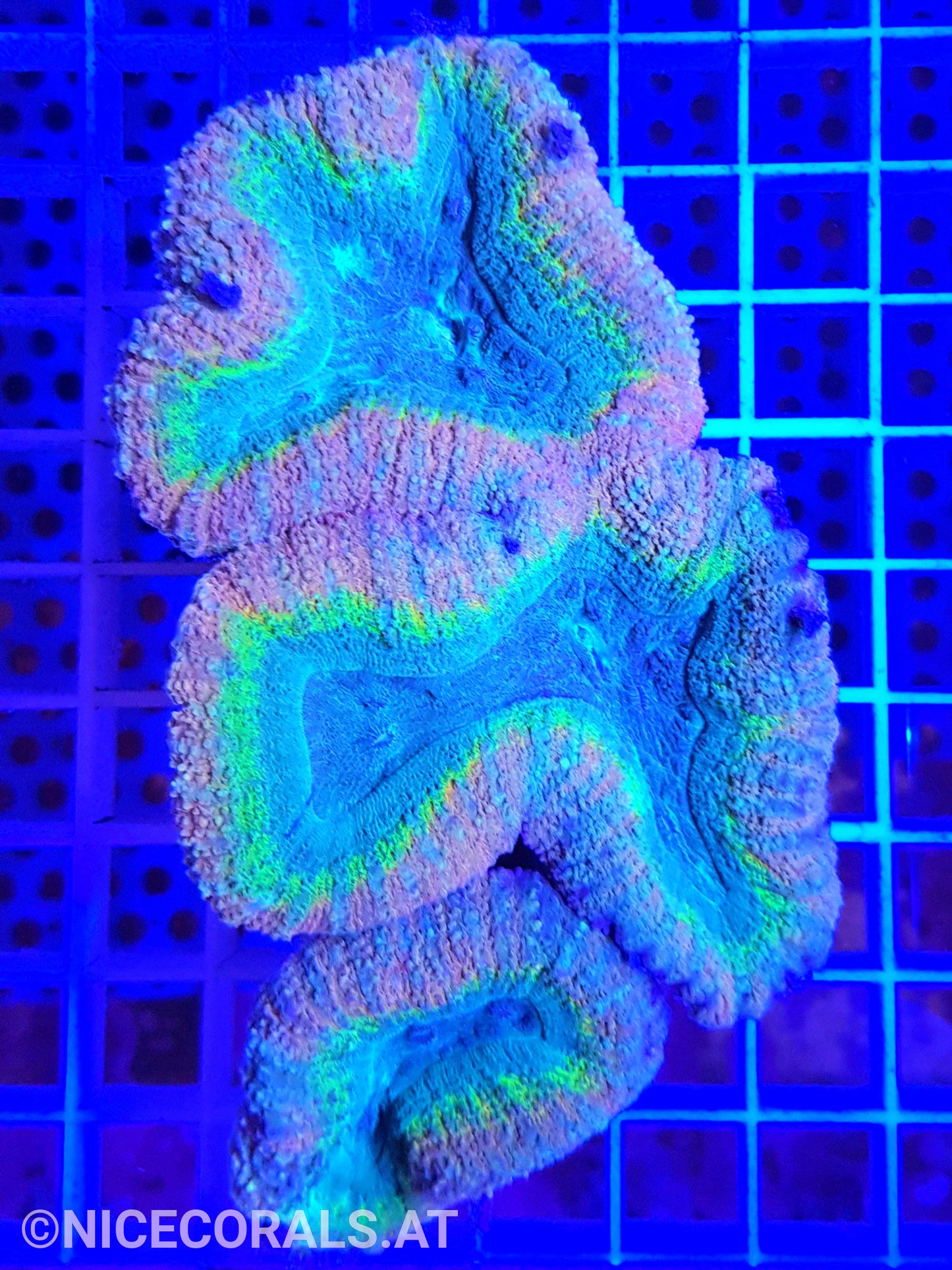 Lobophyllia Multicolor