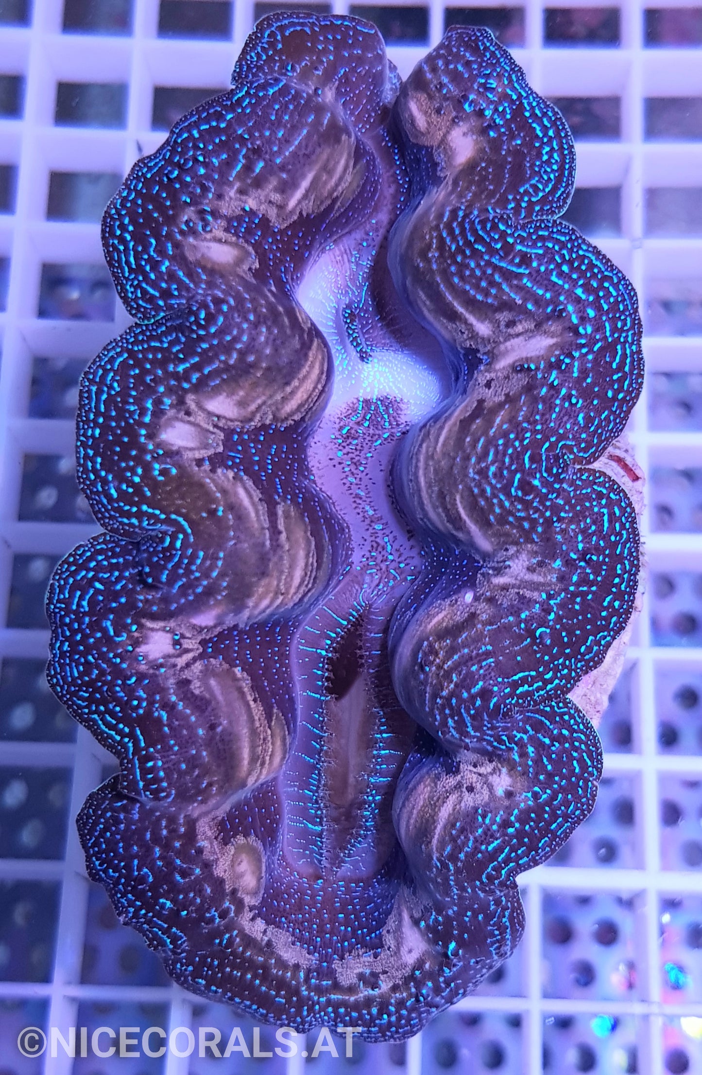 Tridacna Crocea 10 cm+