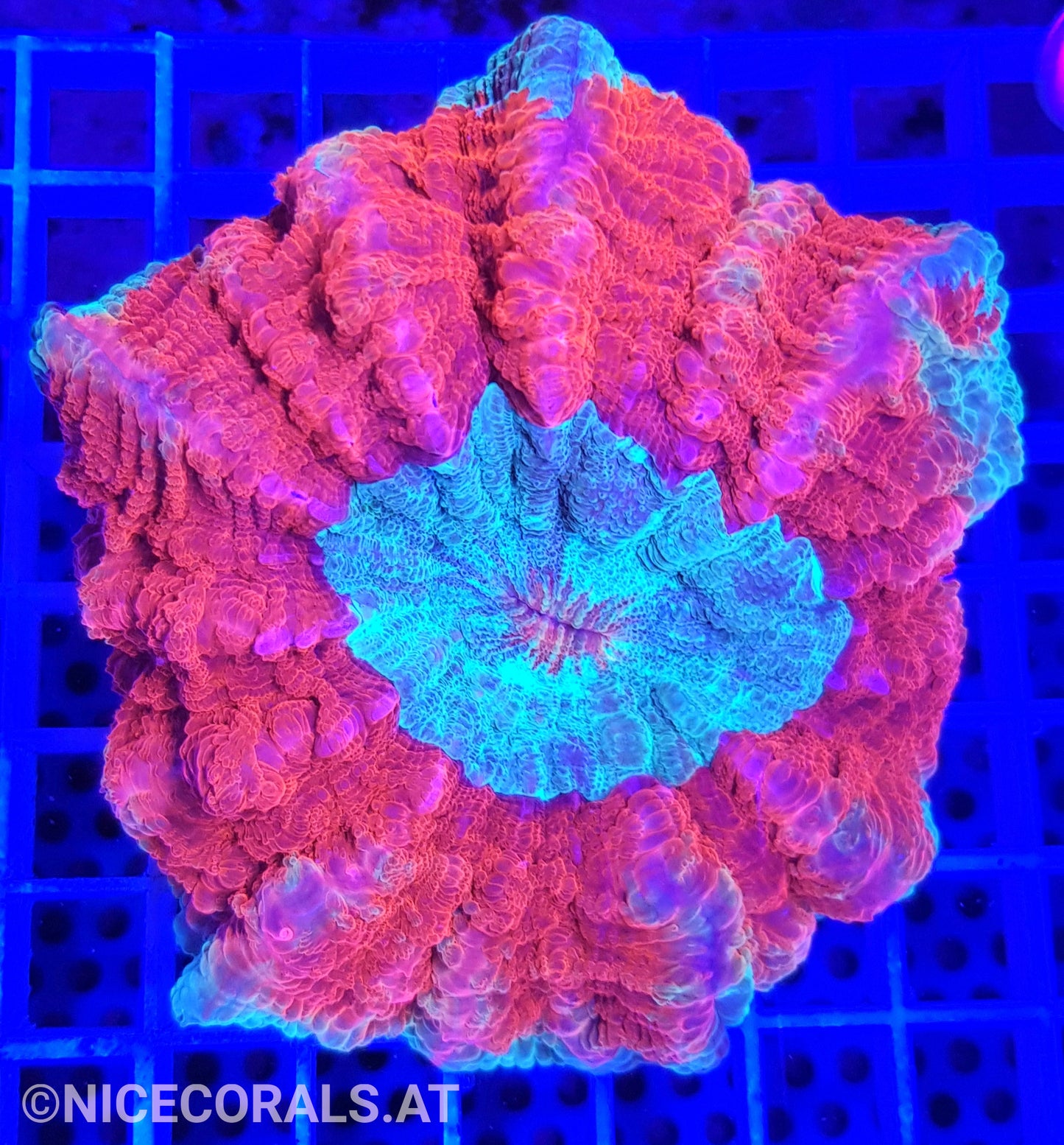 Cynarina SP. Acanthophyllia