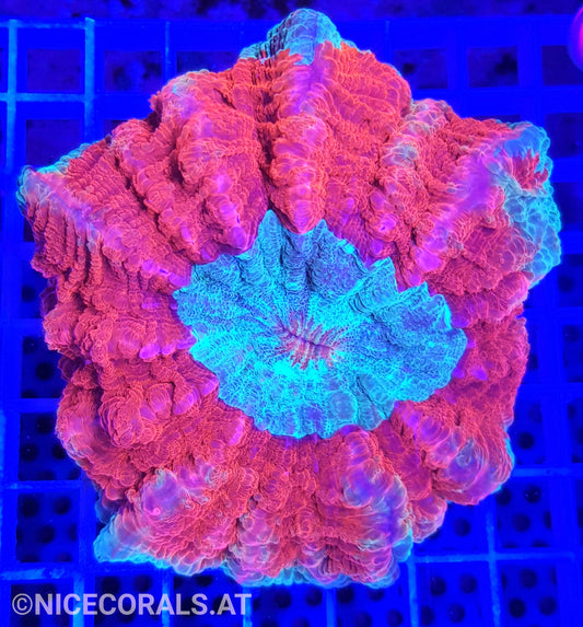 Cynarina SP. Acanthophyllia