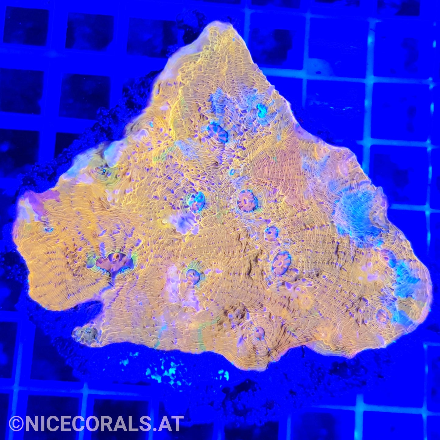 Chalice Katar Orenji