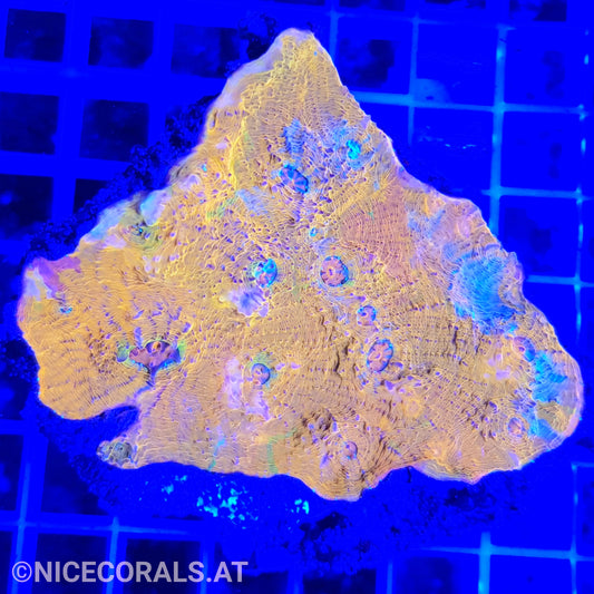 Chalice Katar Orenji