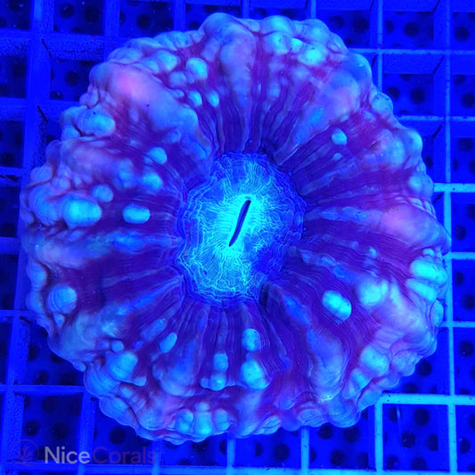 Cynarina