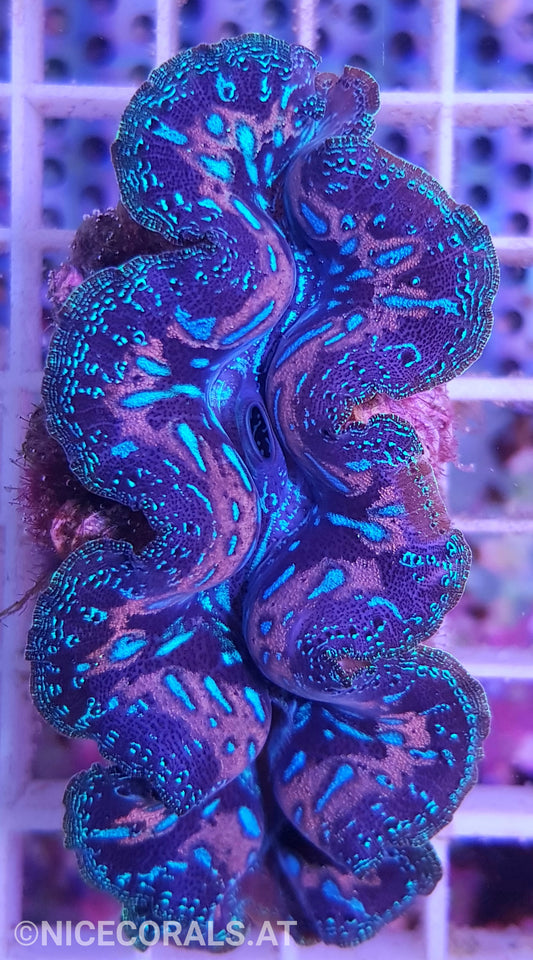 Tridacna crocea 7cm