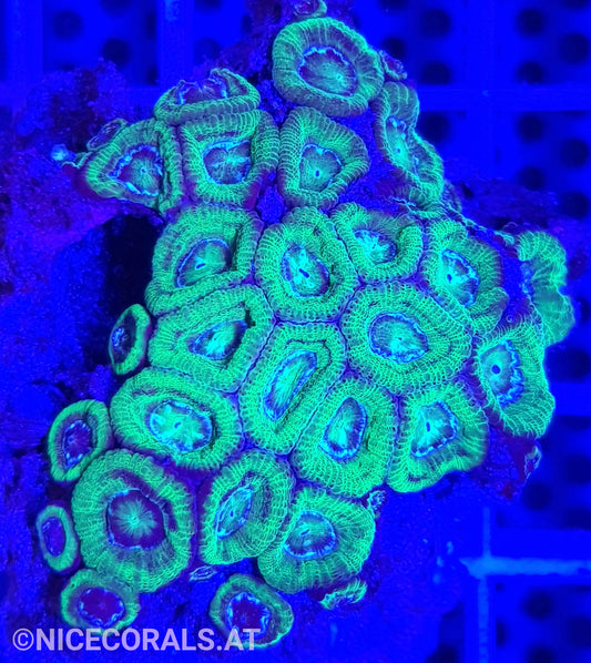 Acanthastrea