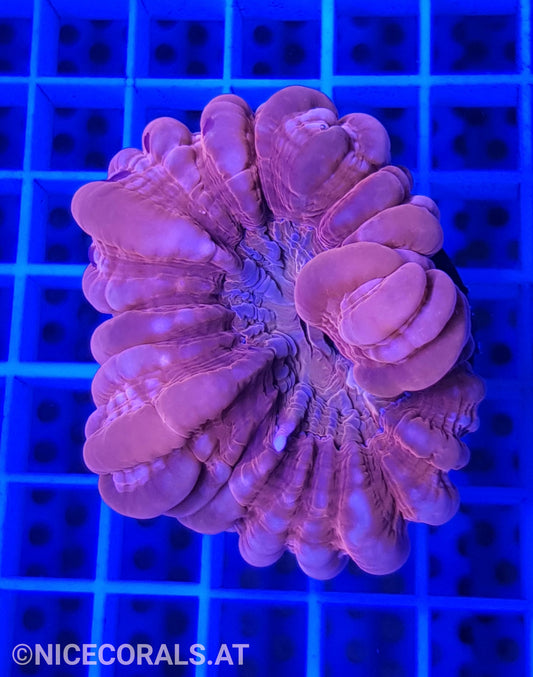 Cynarina