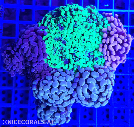 Euphyllia Paraancora Mix