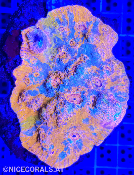 Chalice Katar Orenji