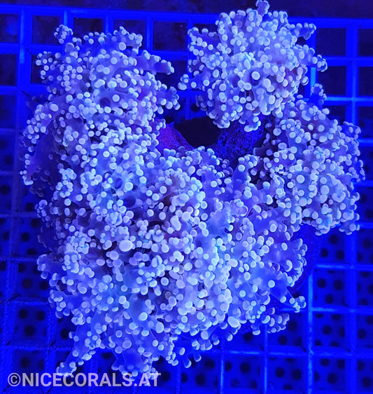 Euphyllia Paradivisa 4-5 Heads