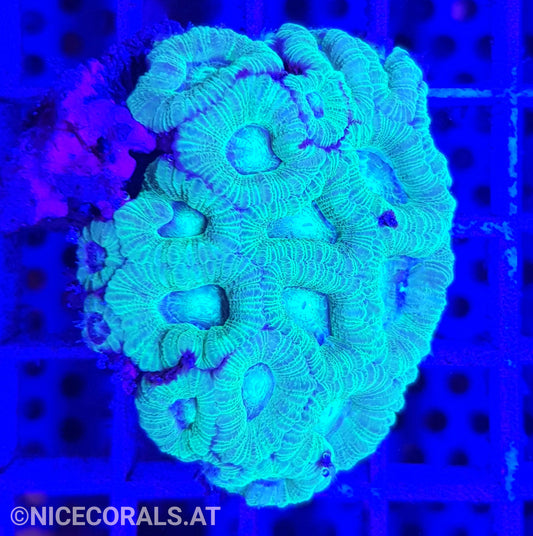 Acanthastrea
