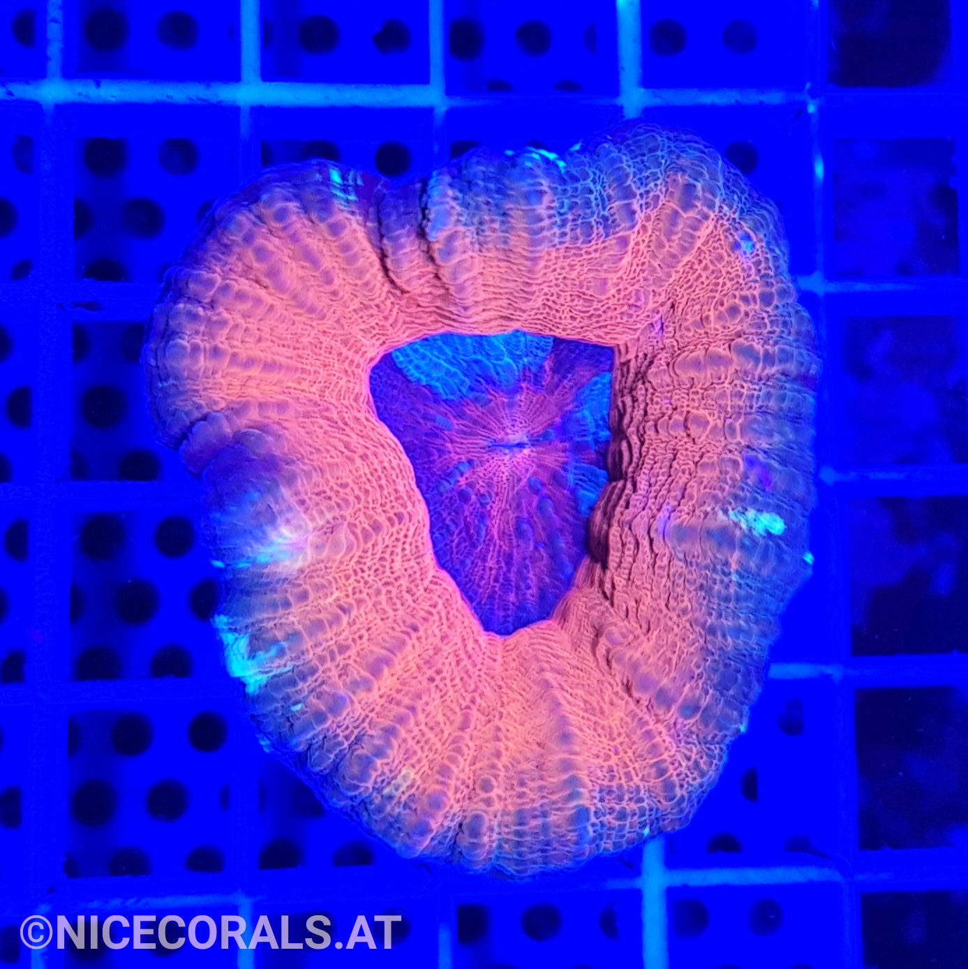 Scolymia