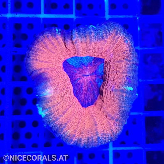 Scolymia
