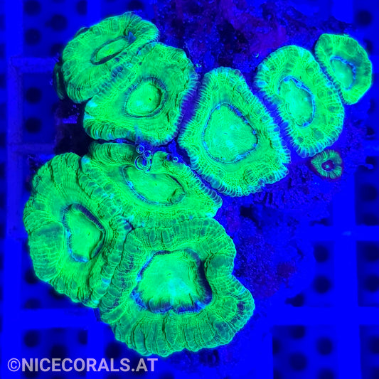 Acanthastrea
