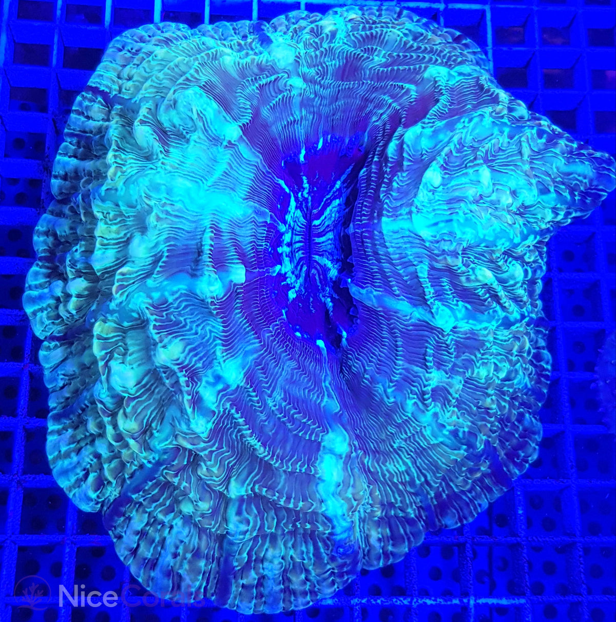 Cynarina SP. Acanthophyllia