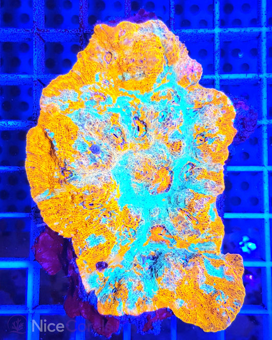 Chalice Katar Orenji