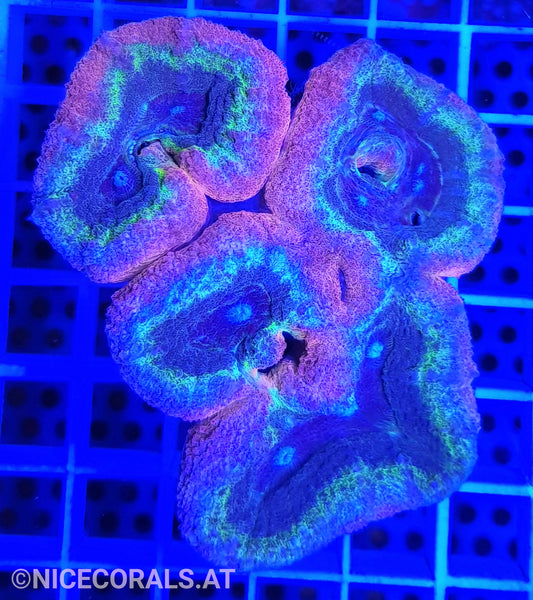 Lobophyllia