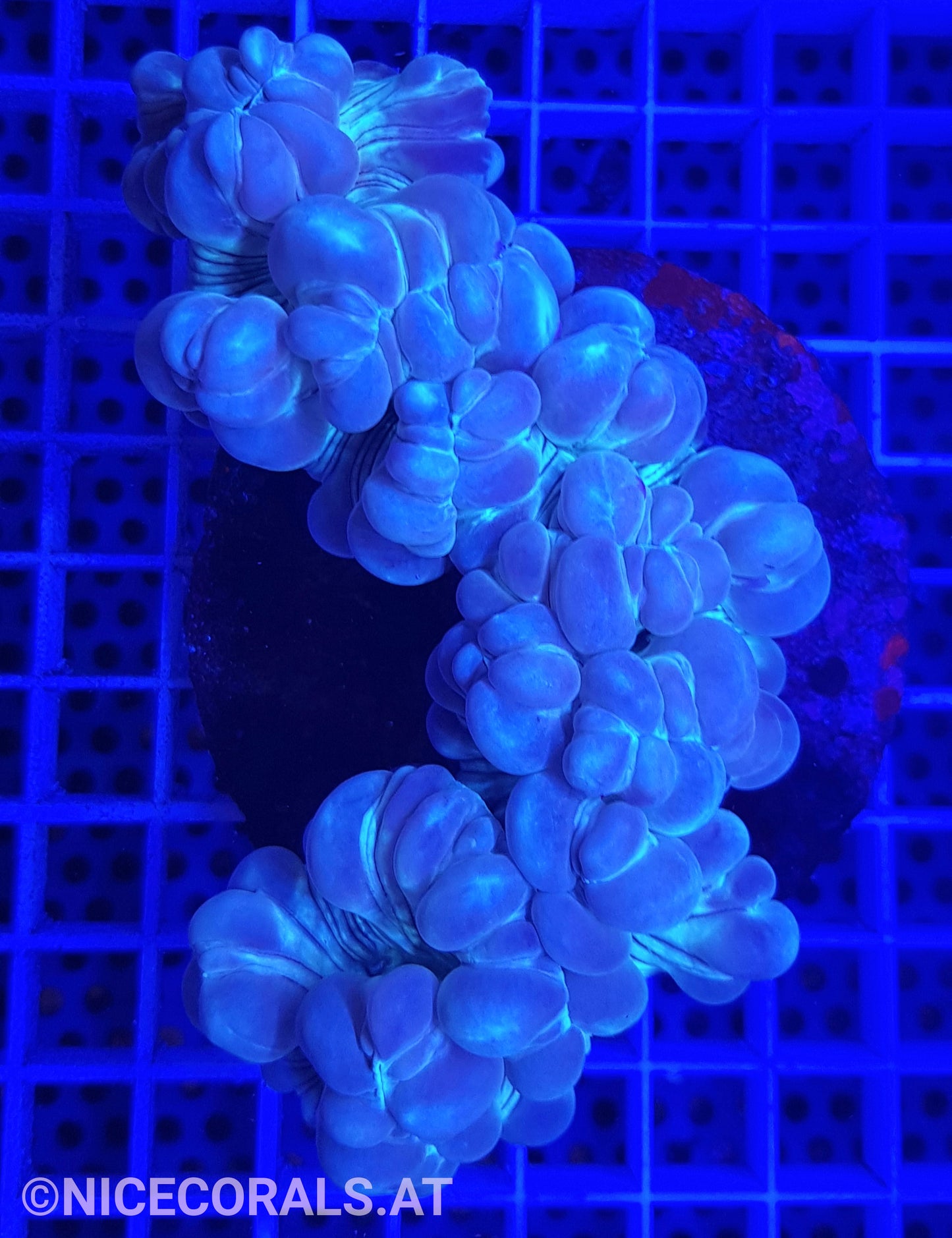 Nemenzophyllia