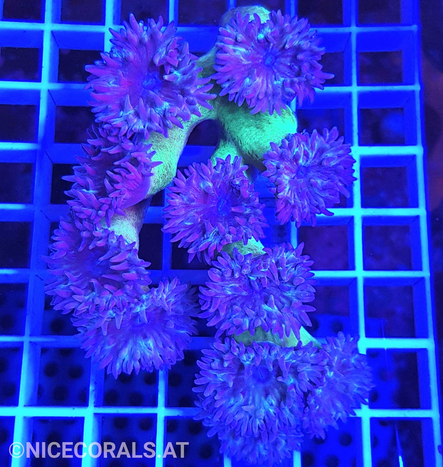 Duncanopsammia