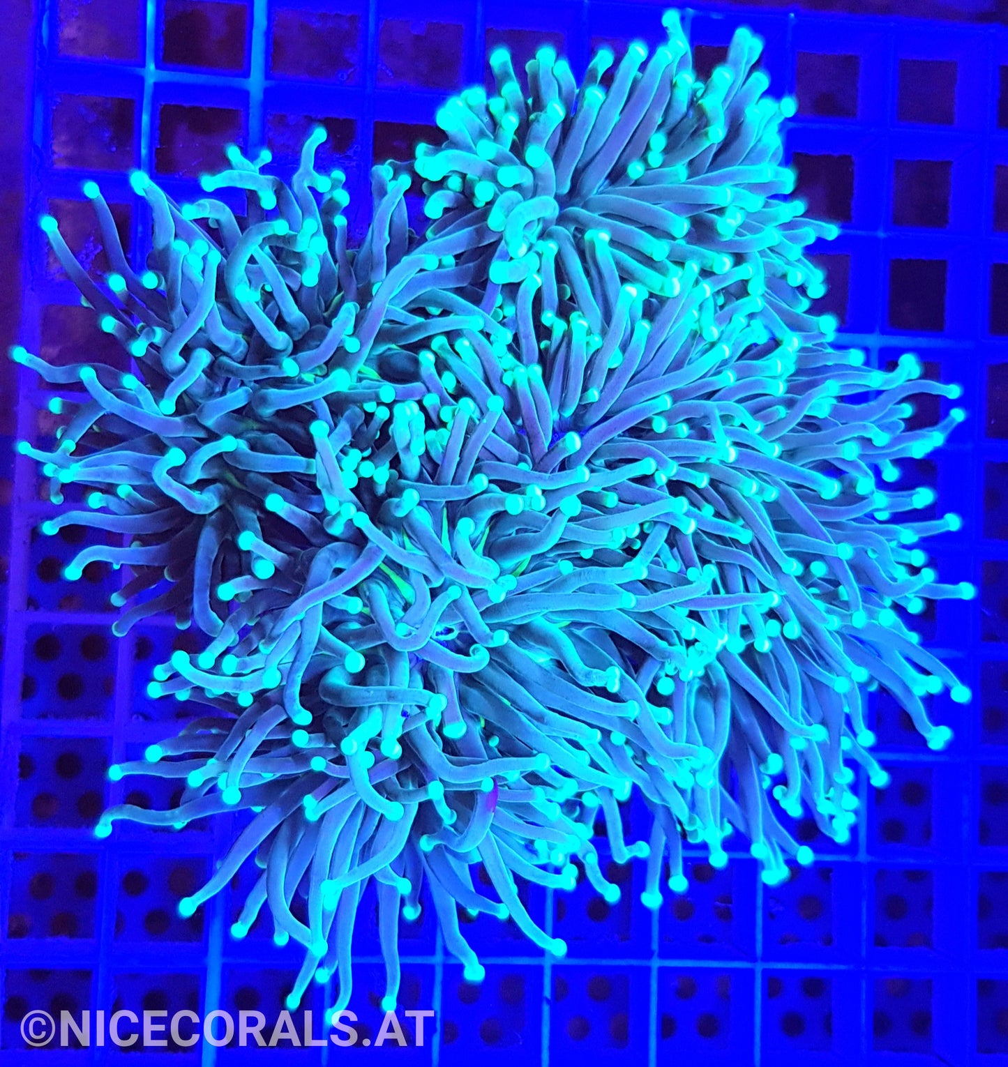 Euphyllia glabrescens
