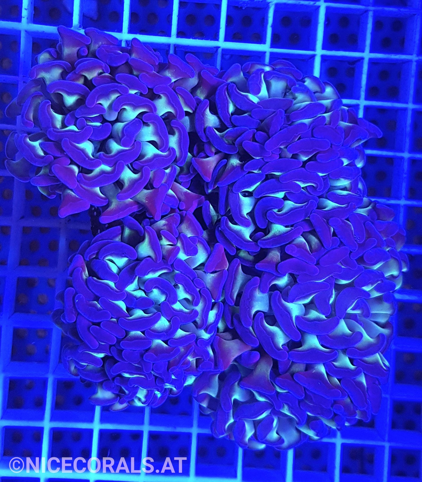 Euphyllia Paraancora 4-5 Heads