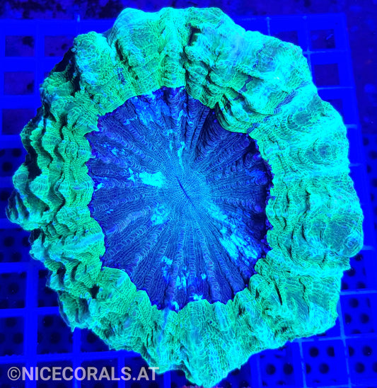 Cynarina SP. Acanthophyllia