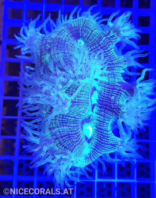Catalaphyllia