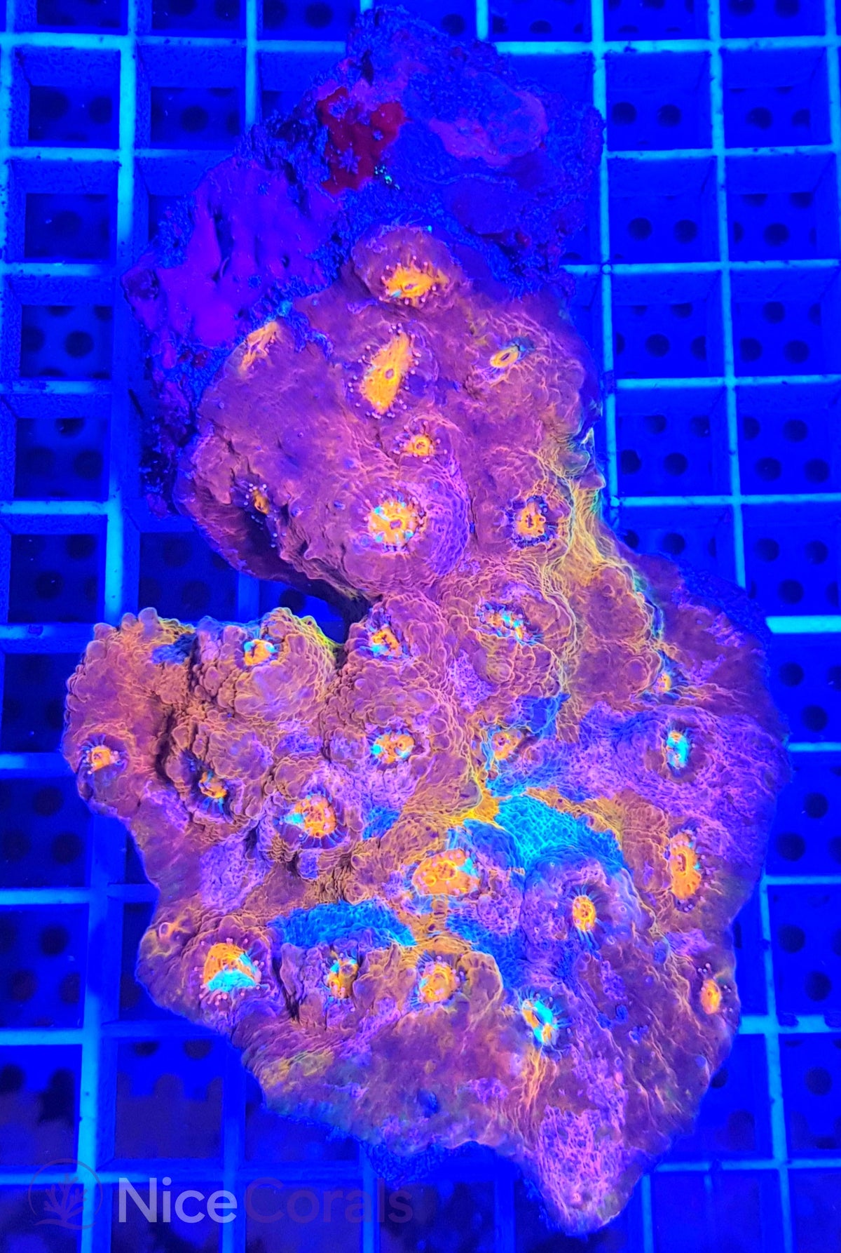 Chalice Rainbow