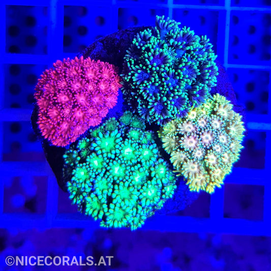 Goniopora Mix