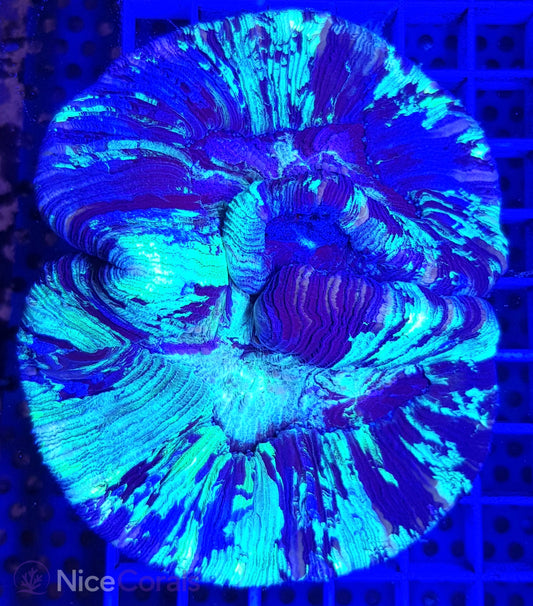 Trachyphyllia