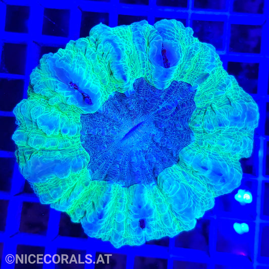 Cynarina SP. Acanthophyllia