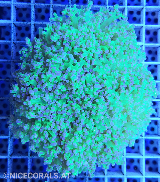 Euphyllia Paradivisa 4-5 Heads