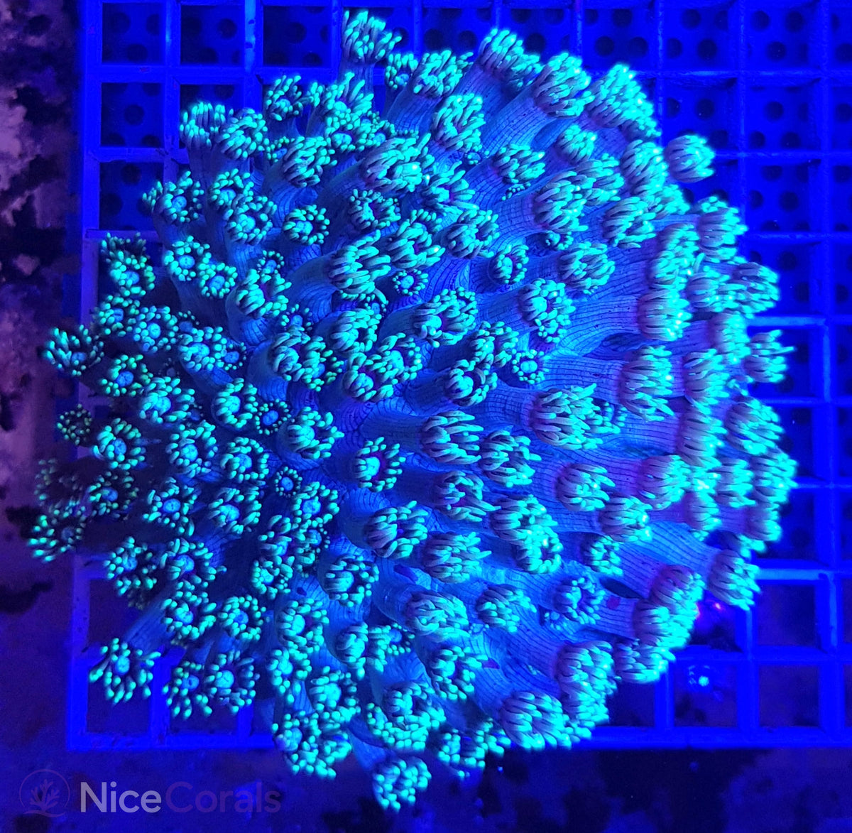 Goniopora XL