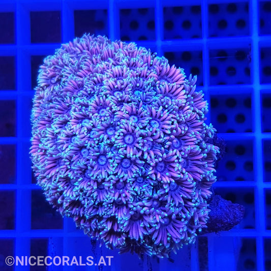 Goniopora Ultra