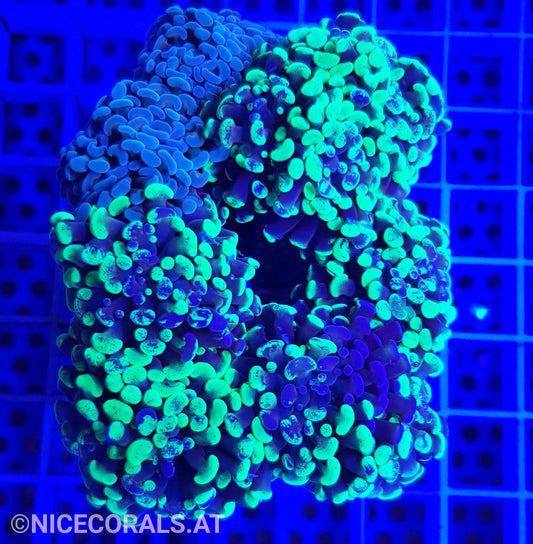 Euphyllia Paraancora 4-5 Heads