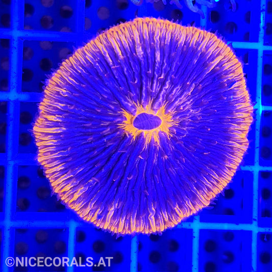 Cycloseris