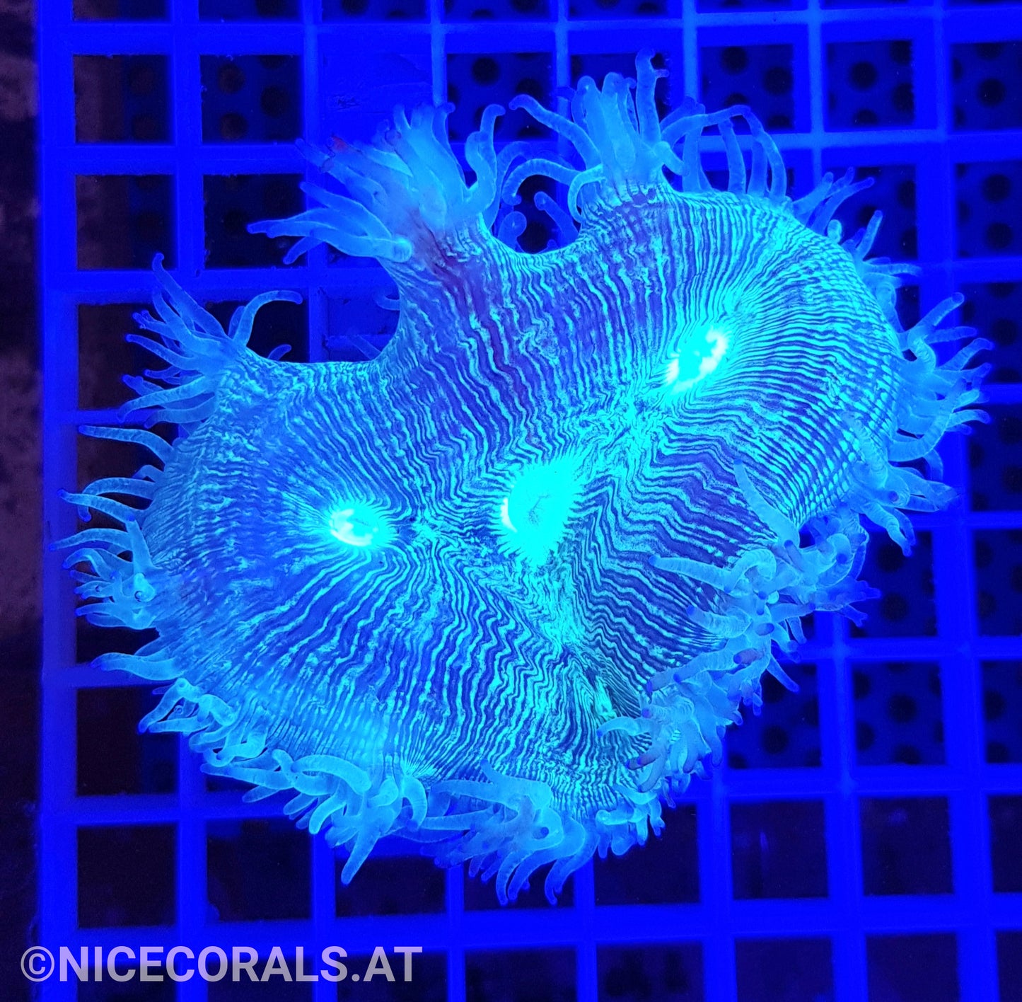 Catalaphyllia