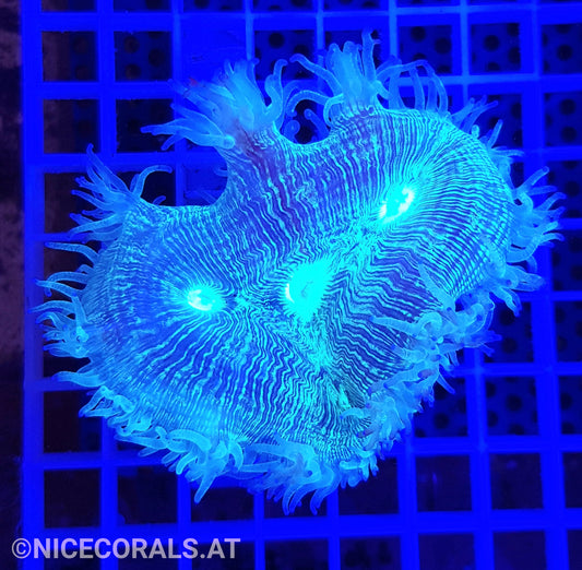 Catalaphyllia