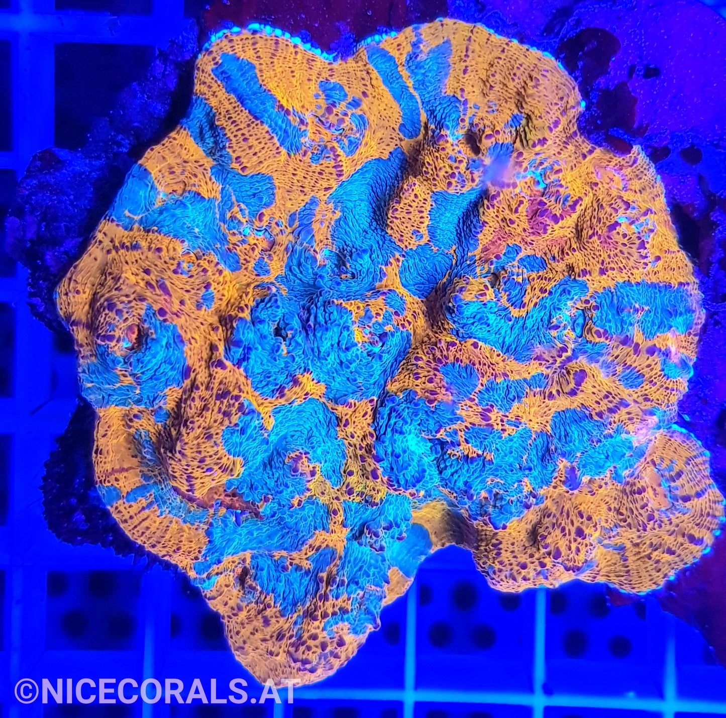 Chalice Katar Orenji