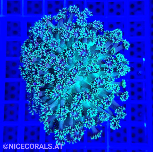 Goniopora