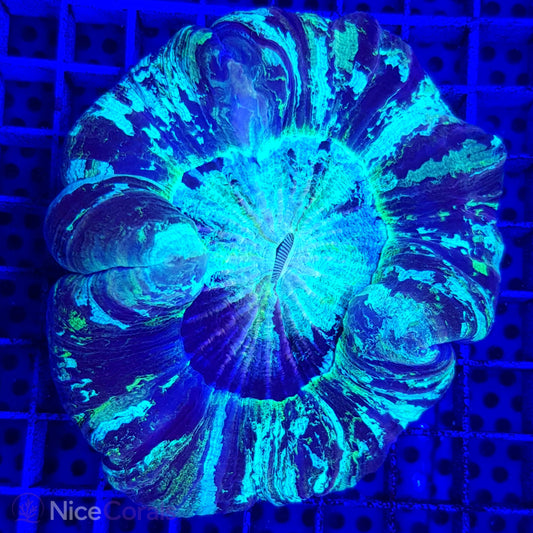 Trachyphyllia