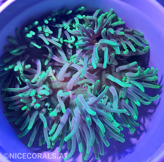 Macrodactyla doreensis
