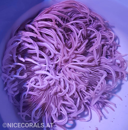 Macrodactyla doreensis