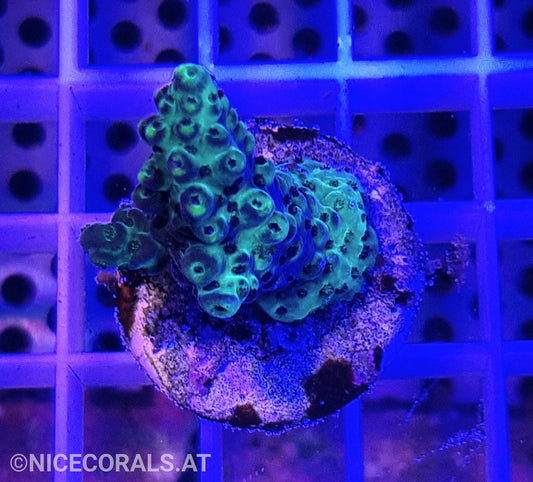 Acropora