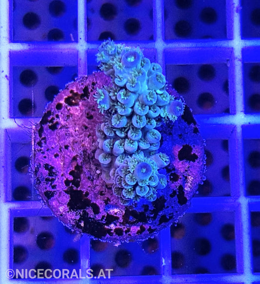 Acropora