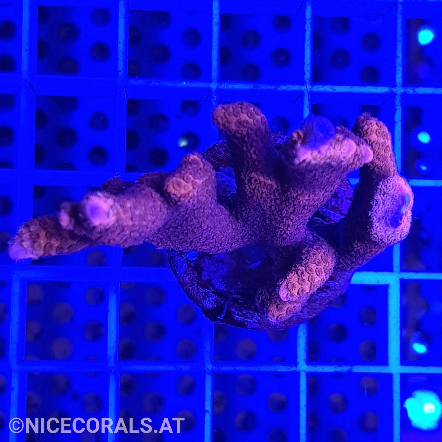 Montipora