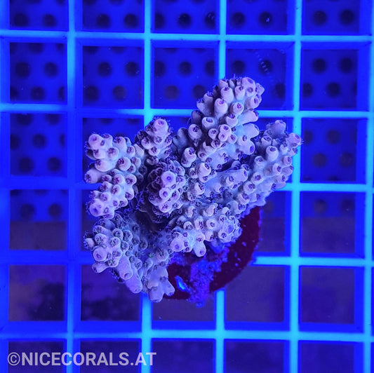Acropora
