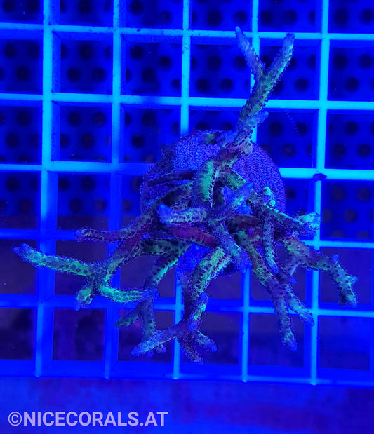 Seriatopora