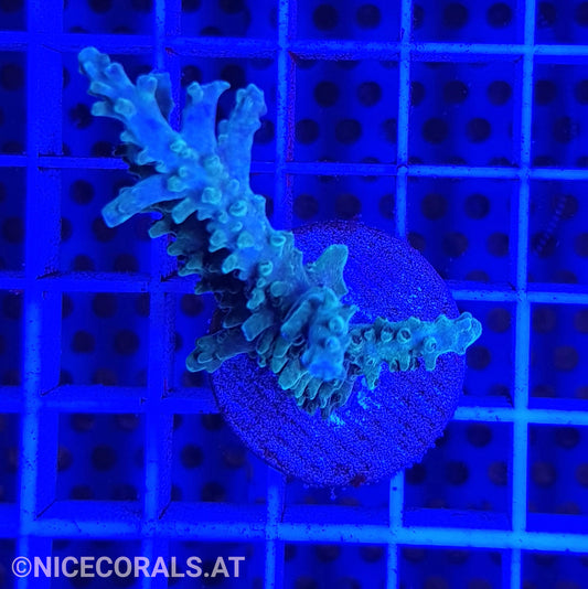 Acropora